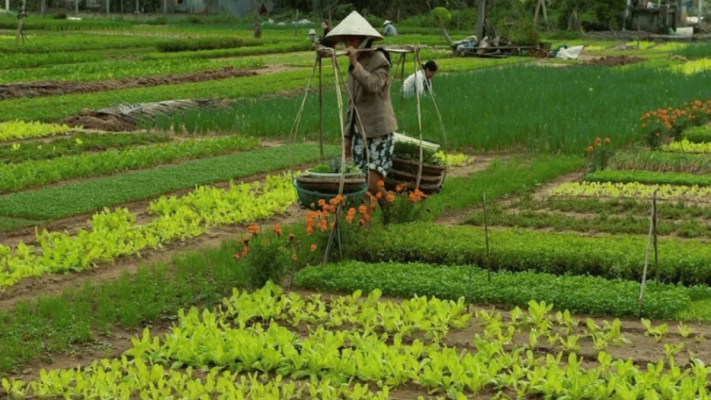 Tra Que Vegetable Village
