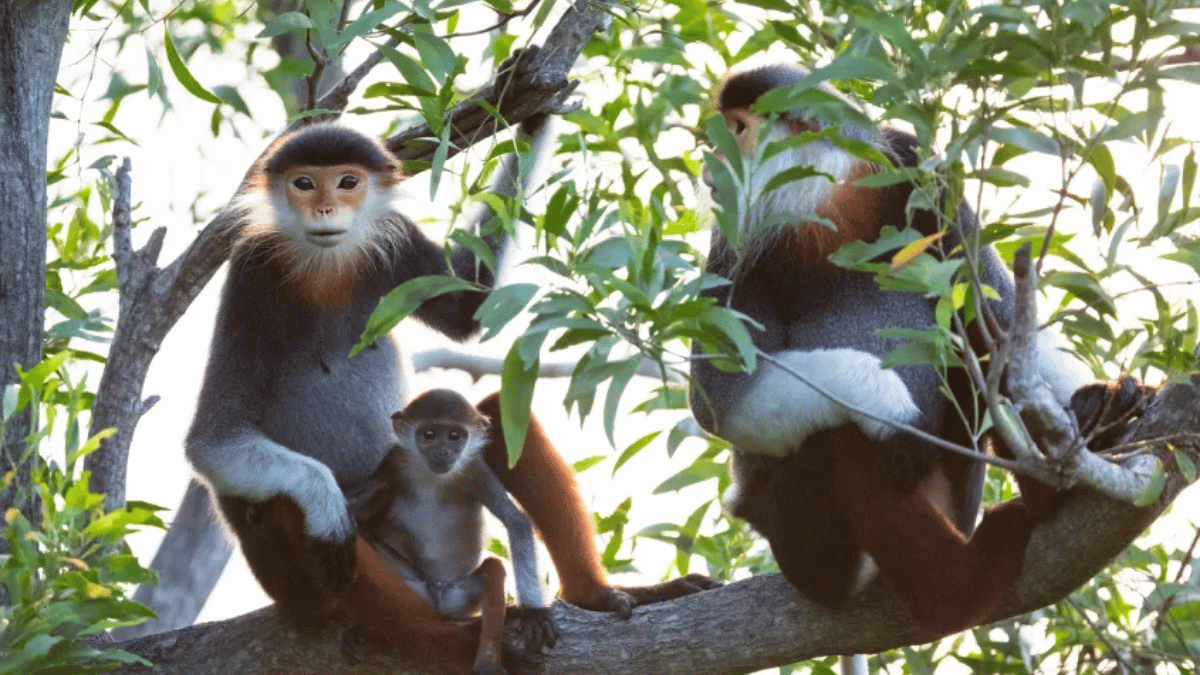 Douc Langurs at linh ung pagoda